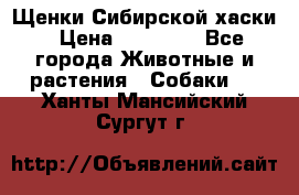 Щенки Сибирской хаски › Цена ­ 18 000 - Все города Животные и растения » Собаки   . Ханты-Мансийский,Сургут г.